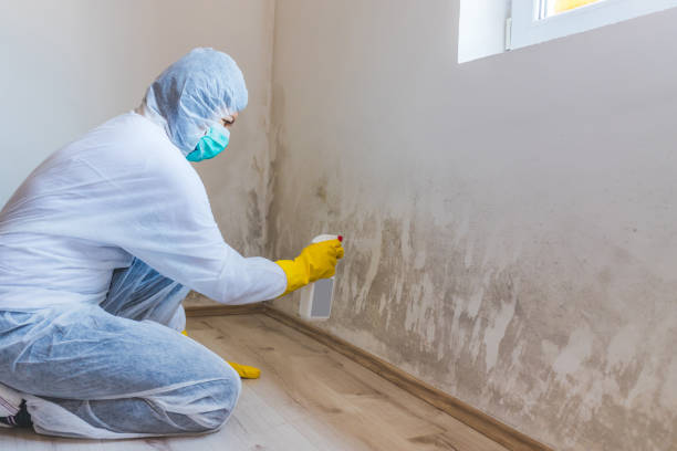 Licensed Mold Removal service in Welcome, NC - WQB Mold Removal