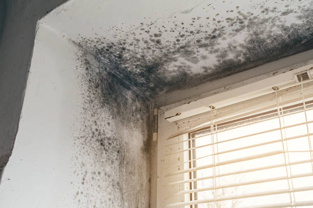 Affordable Mold Removal solutions in Welcome, NC